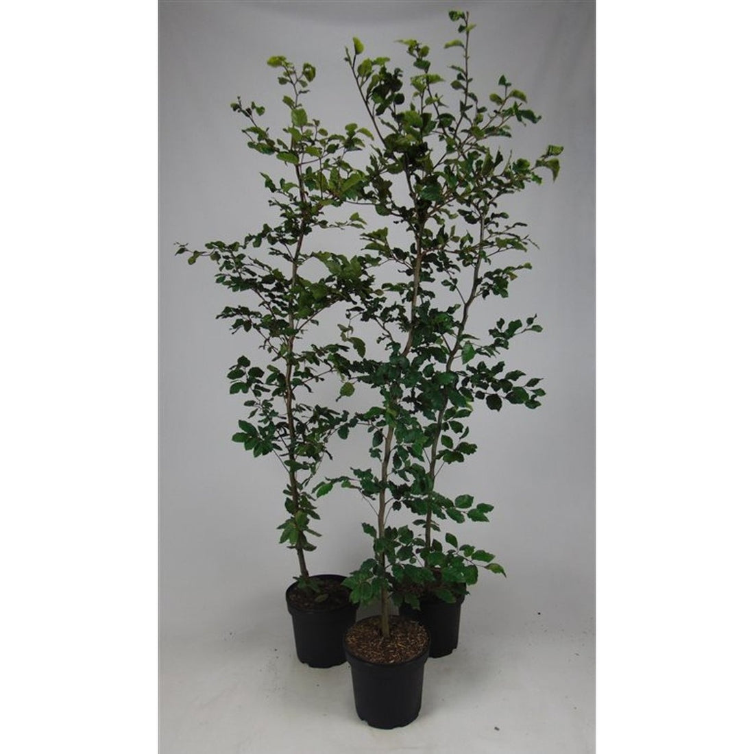 Blodbok – Fagus sylvatica - C7.5 175-200 CM