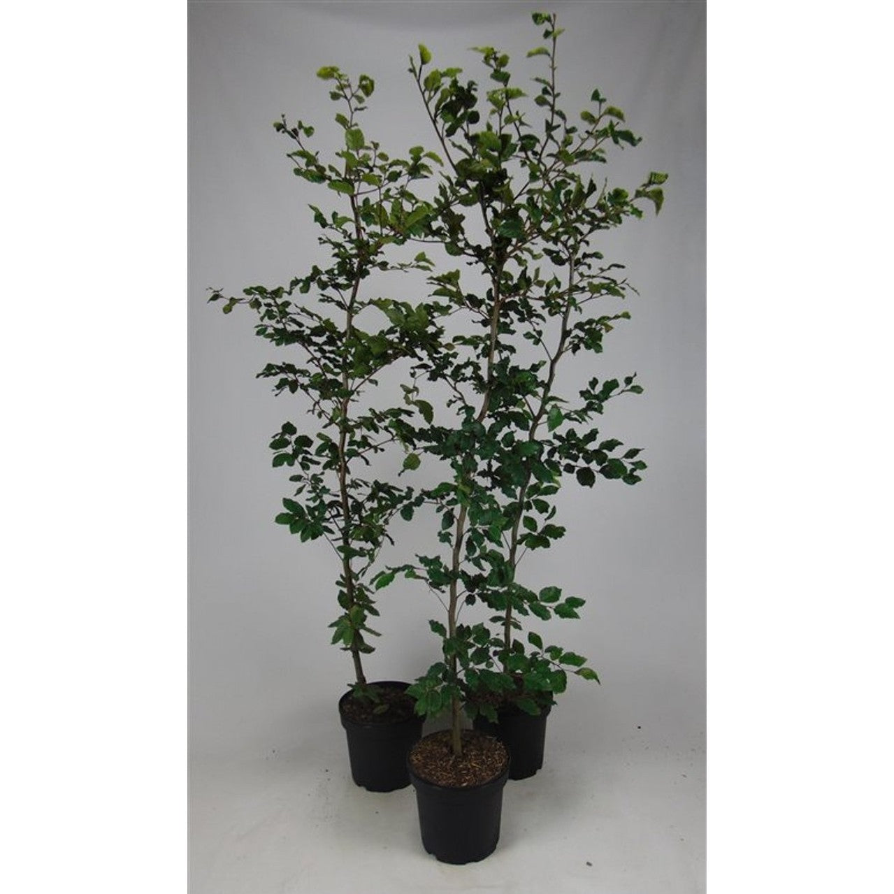 Blodbok – Fagus sylvatica - C7.5 175-200 CM