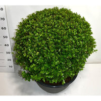 Japansk azalea – Rhododendron (AJ) 'Aladdin Scout' - C35 60-70 cm. Bol