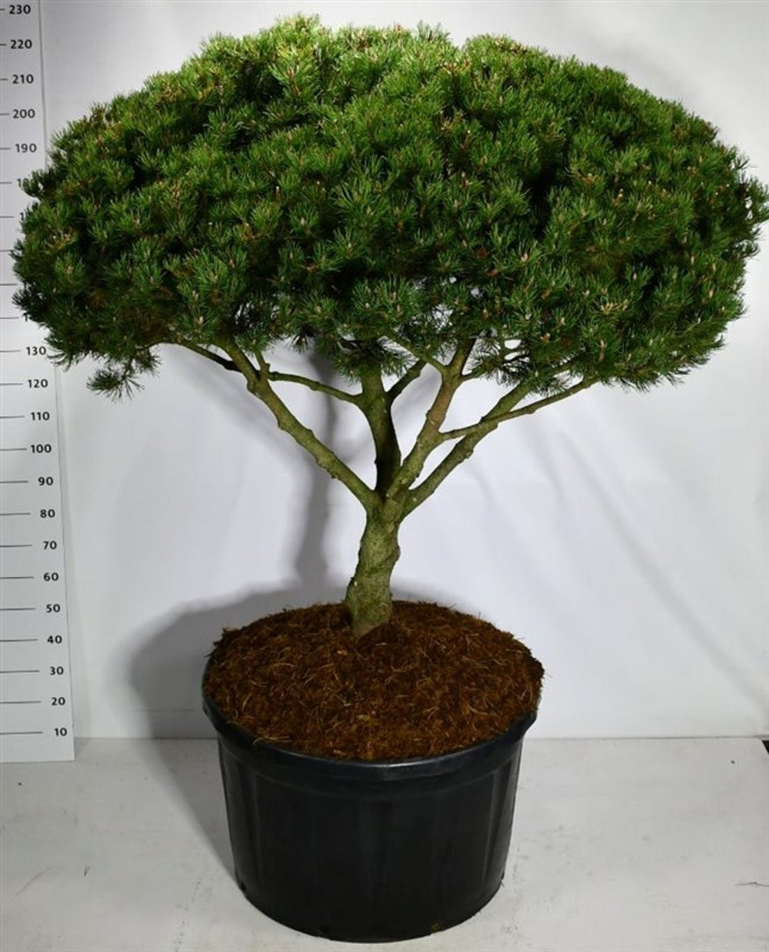 Bergtall – Pinus mugo &