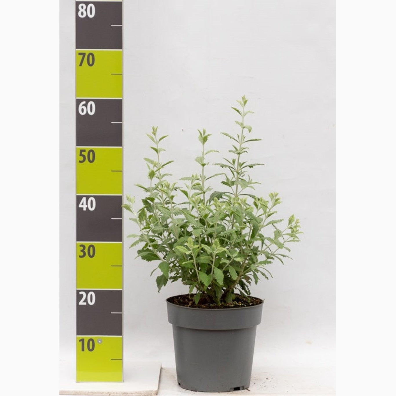 Perovskia – Perovskia atriplicifolia 'Prime Time' - C4,6 40-60 CM