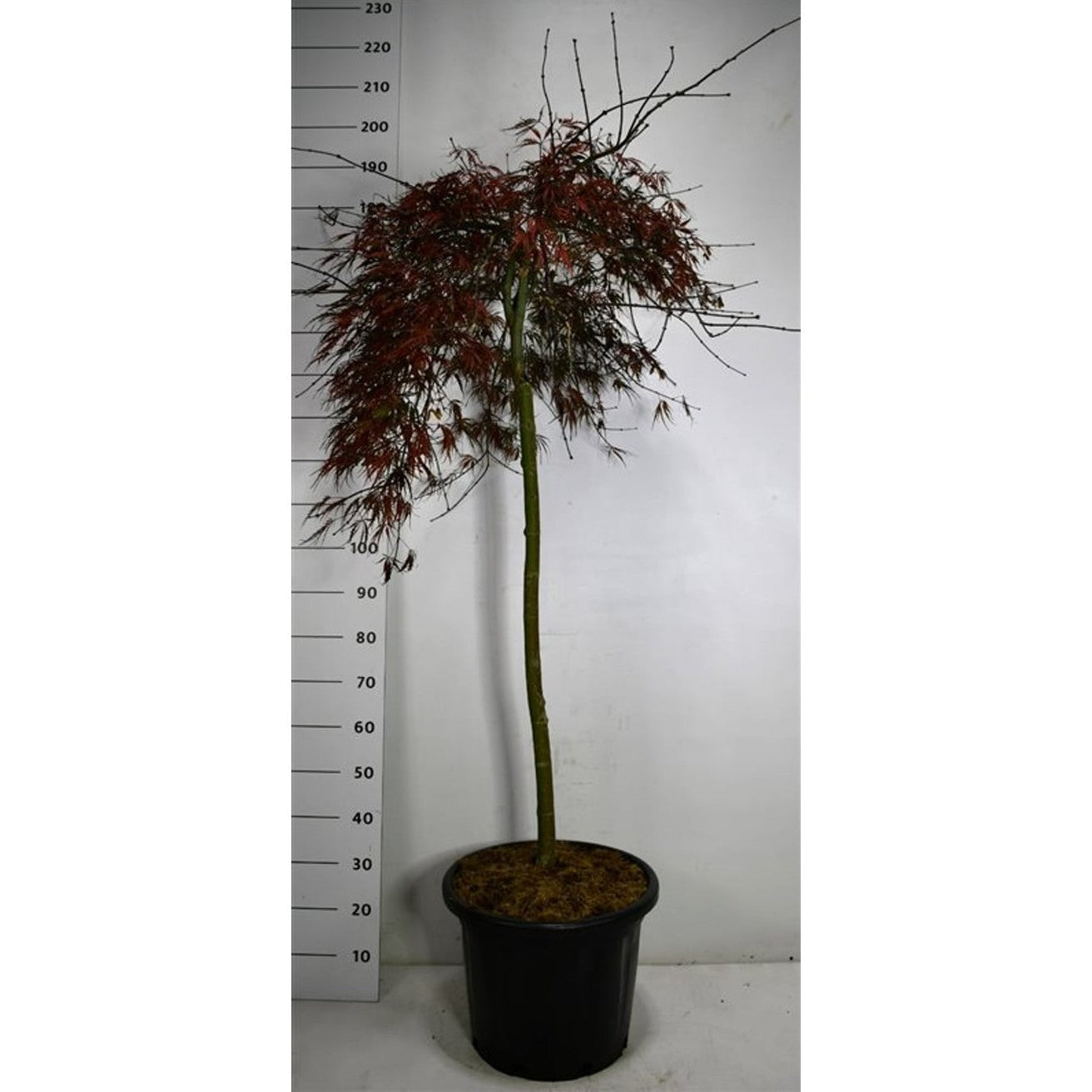 Japansk lönn – Acer pal. 'Tamukeyama' - 90 CM Stem Cont.