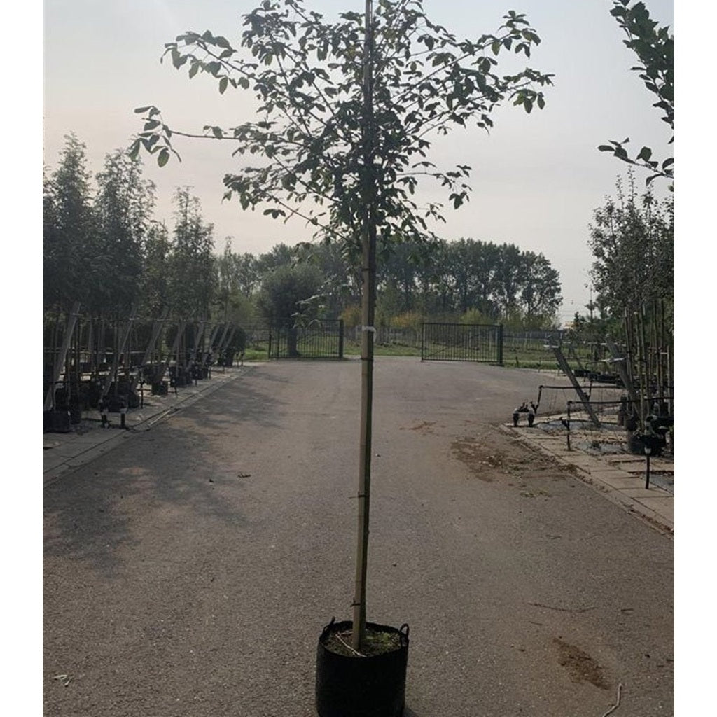 Gullregn – Laburnum watereri 'Vossii' - C35 12/14  200 CM Stem