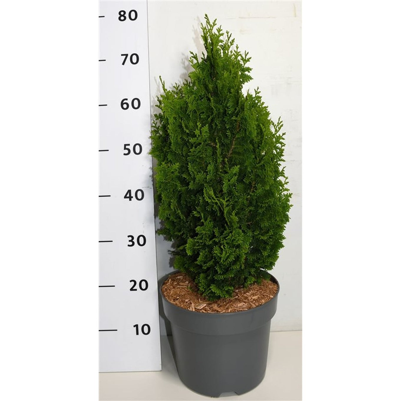 Thuja – Thuja occidentalis 'Zmatlik' - C7.5 50-60 cm.
