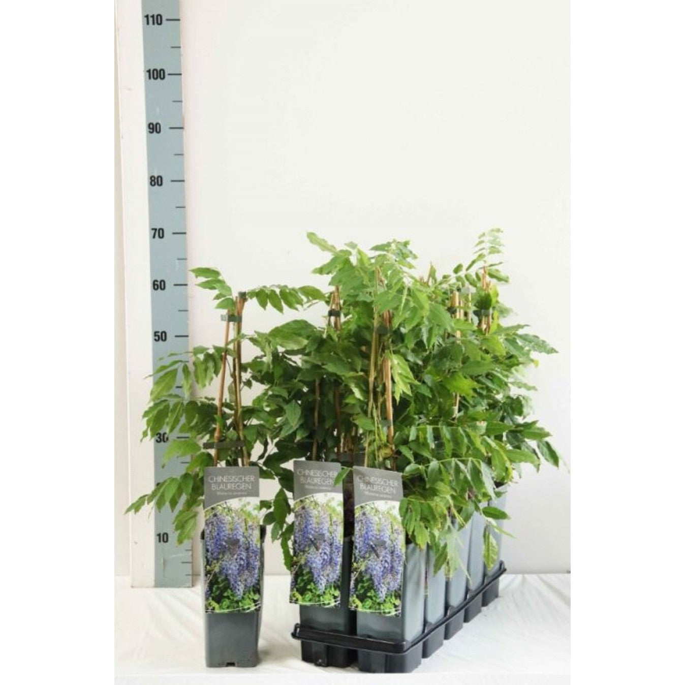 Kinesiskt blåregn – Wisteria sinensis - C2 50-60 CM 3 Stick