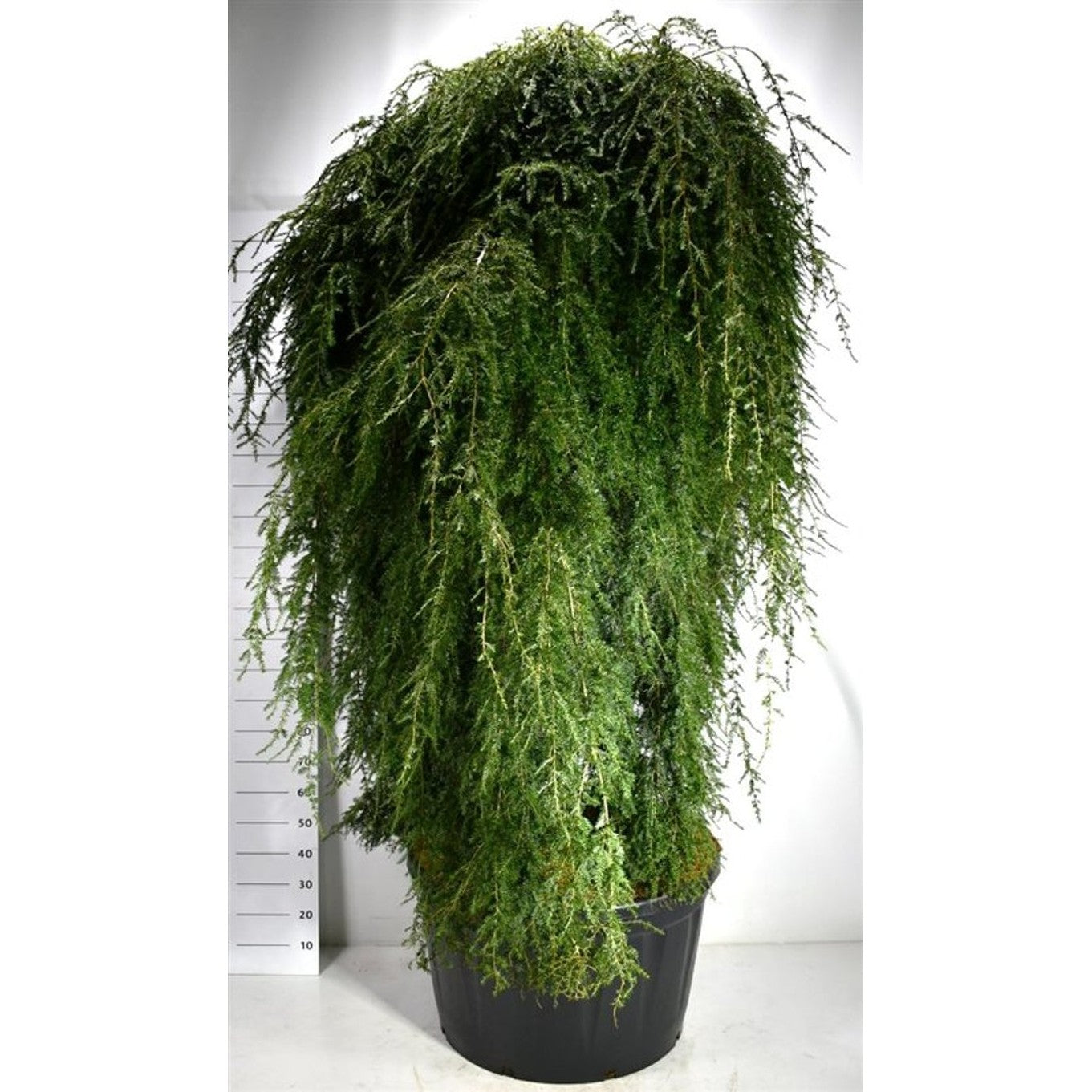 Hemlock – Tsuga canadensis 'Pendula' - 200 CM Stem Cont.