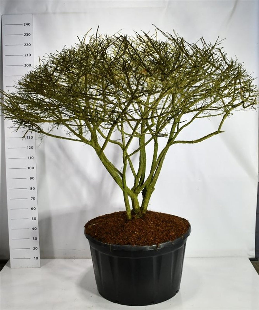 Vingbenved – Euonymus alatus - C280 150-175 cm. Parasol