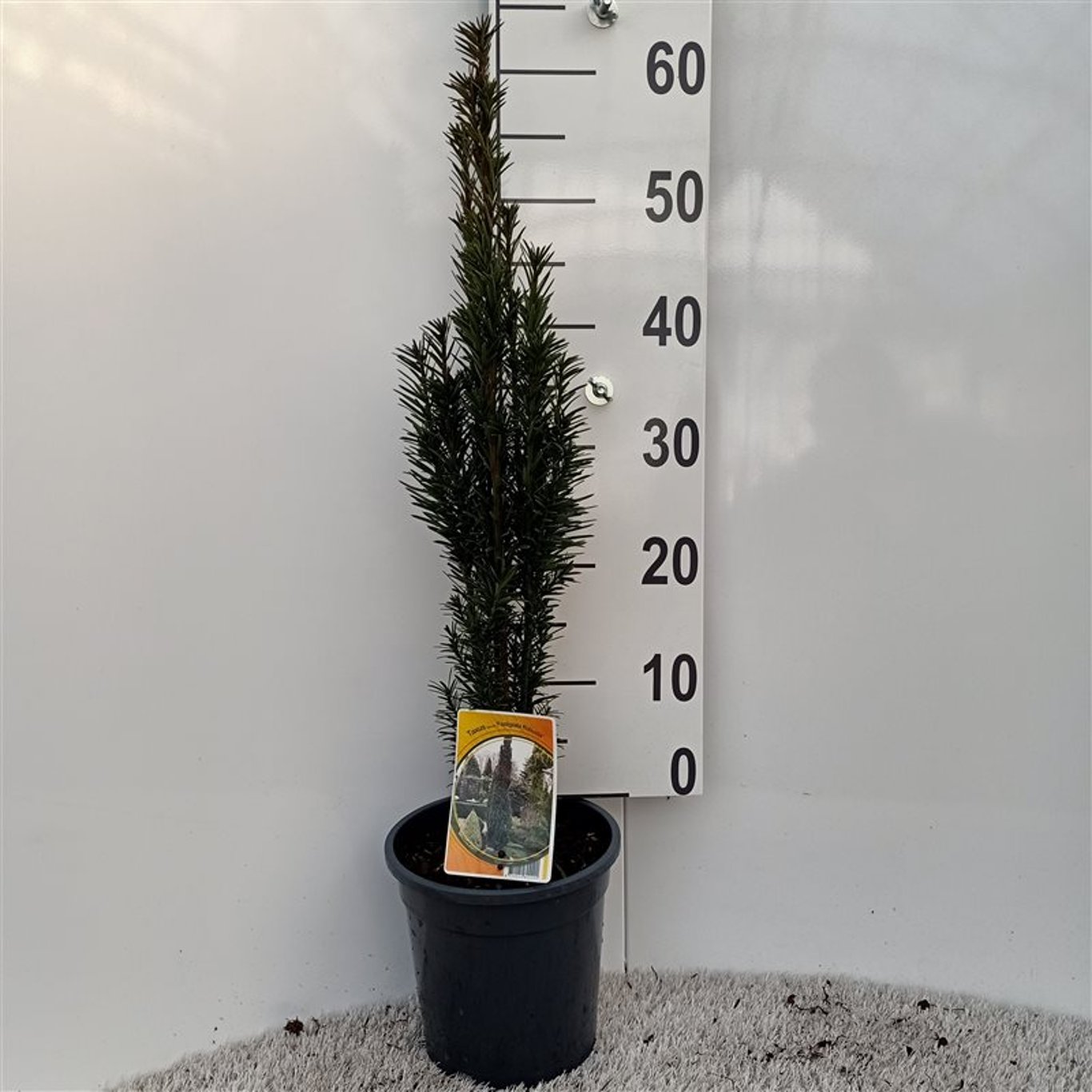 Idegran – Taxus baccata 'Fastigiata Robusta' - C3 50-60 CM