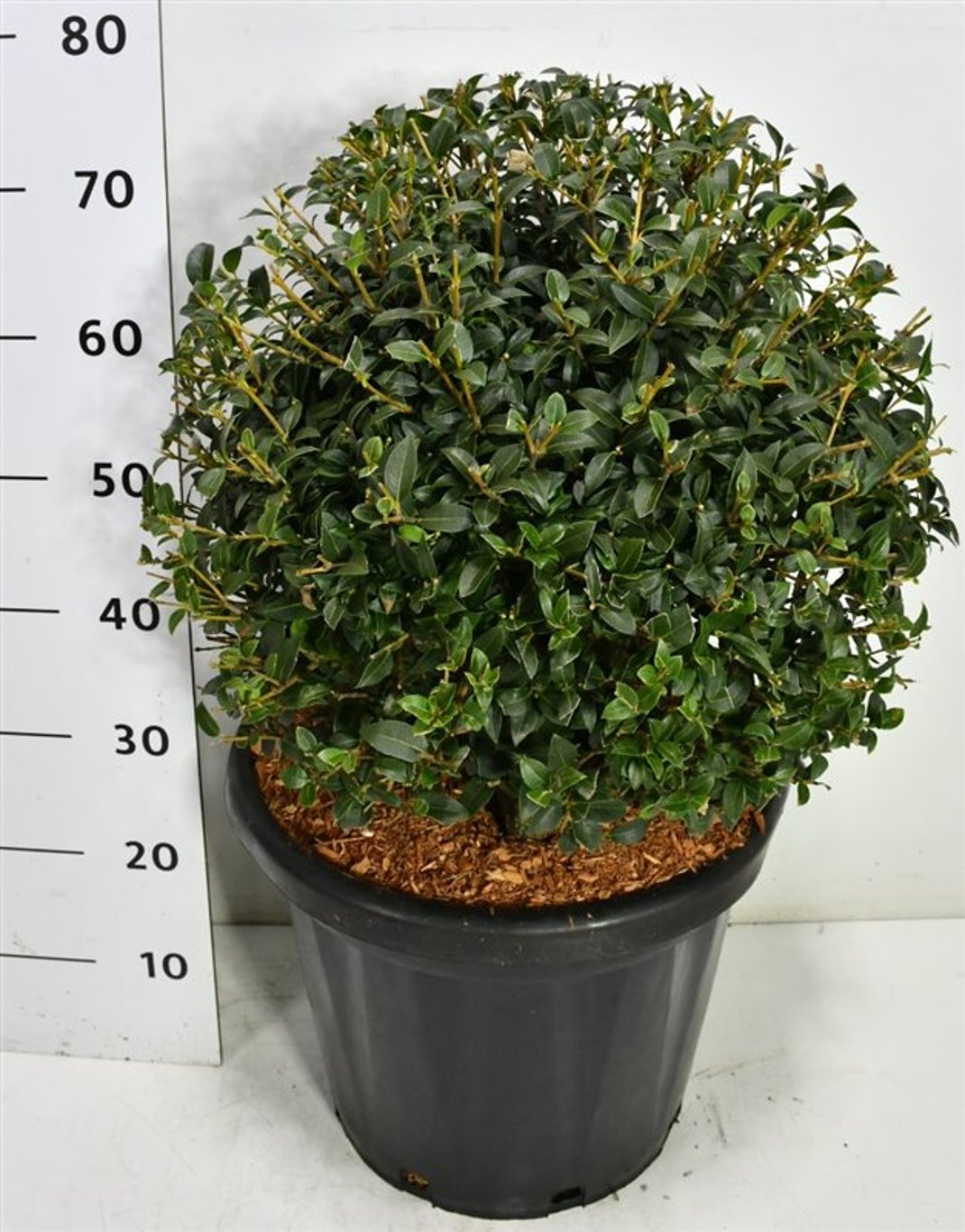 Burkwoodosmanthus – Osmanthus burkwoodii - C25 40-50 cm. Bol