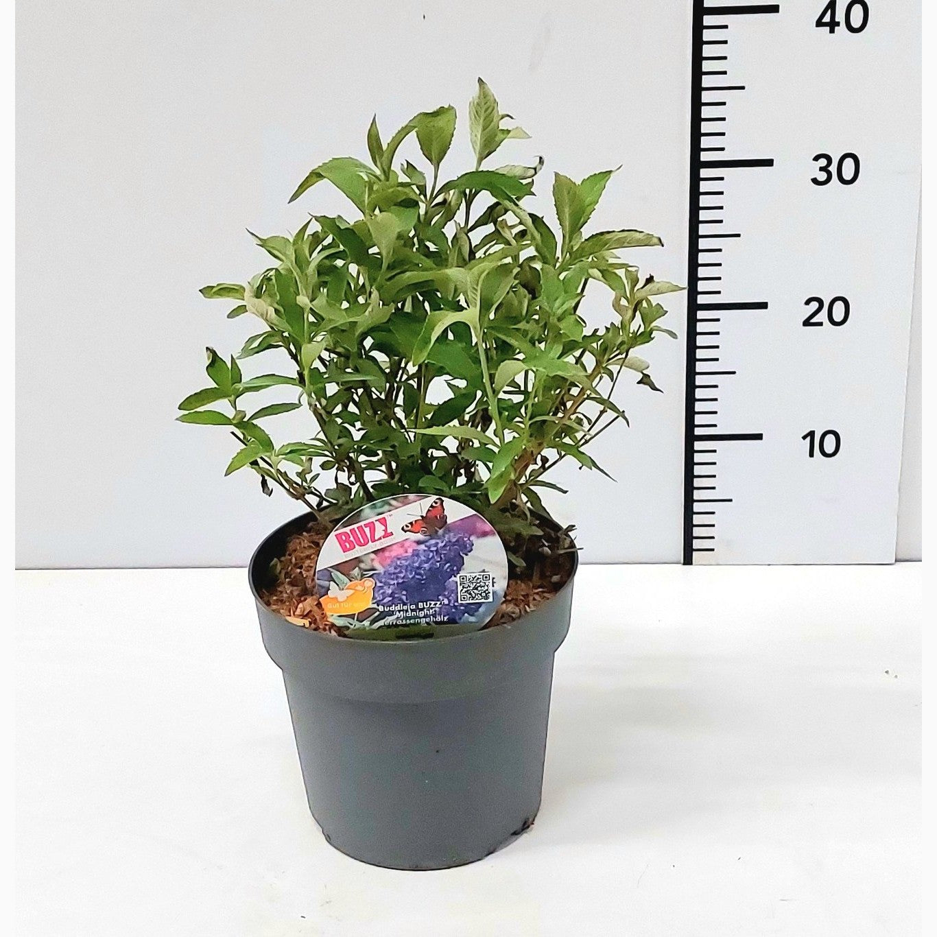 Sommarlilja – Buddleja dav. 'Buzz Midnight' - C3