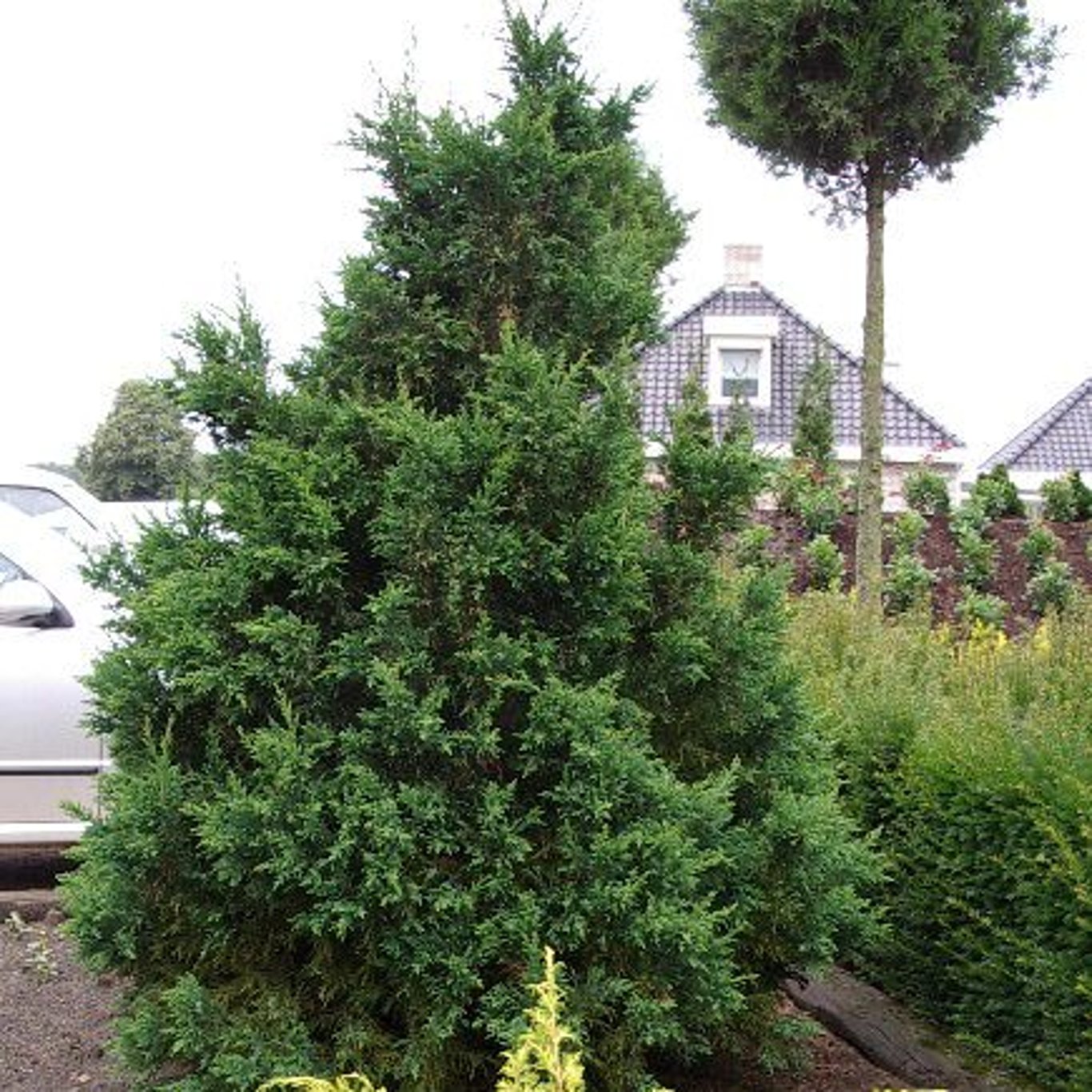 Ädelcypress – Chamaecyparis obtusa 'Drath' - C3 30-40 CM