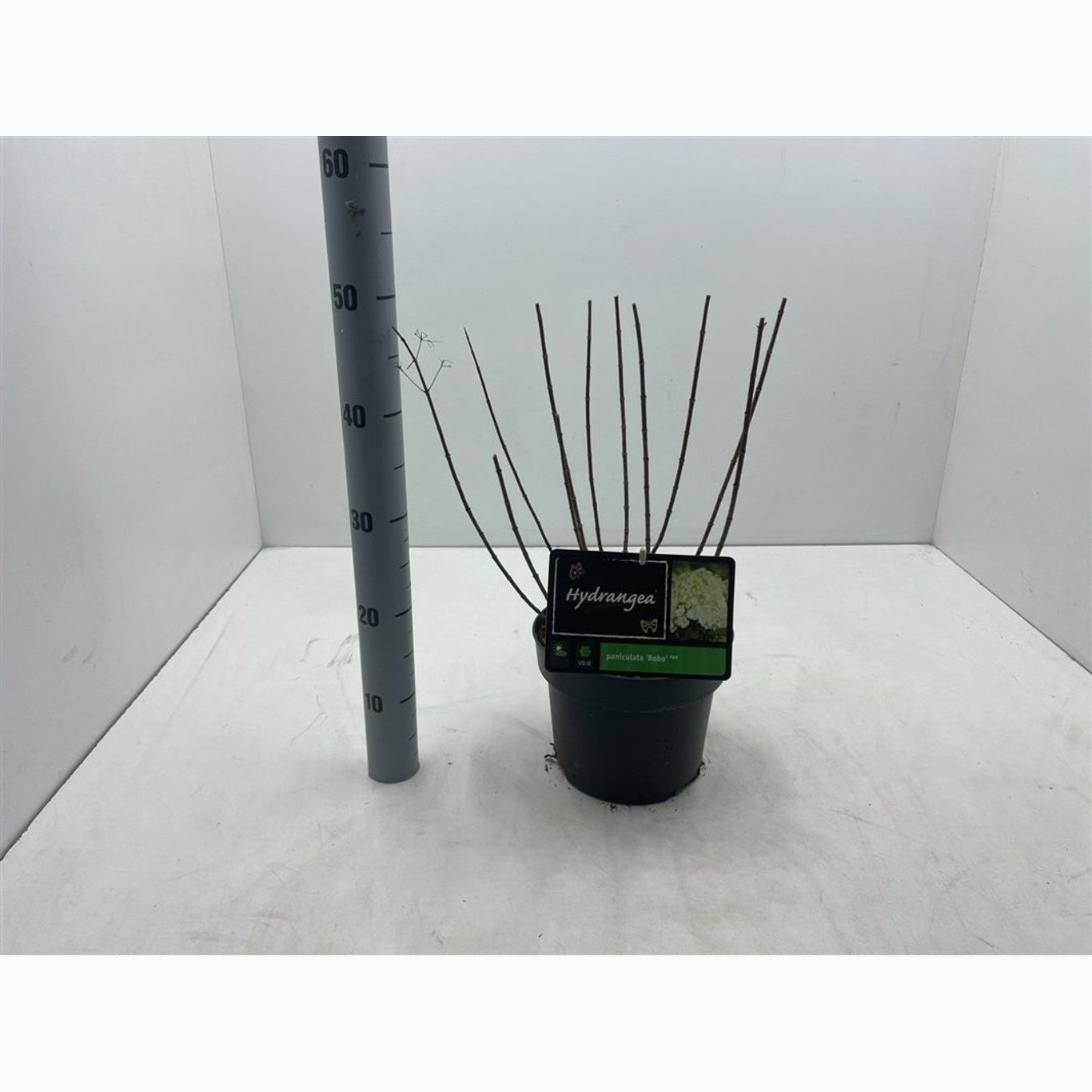 Syrenhortensia – Hydrangea paniculata 'Bobo' - C4