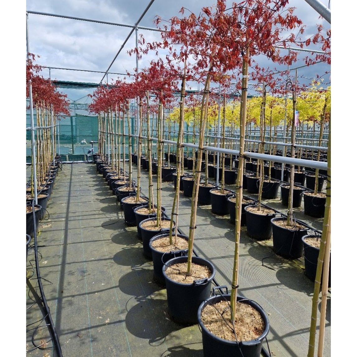 Japansk lönn – Acer pal. 'Crimson Princess' - 50 CM Stem C30