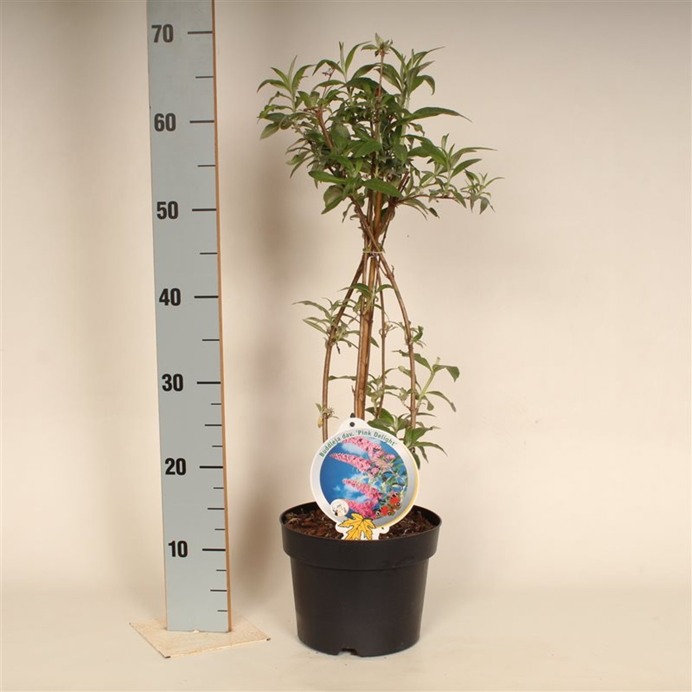 Sommarlilja – Buddleja d. 'Pink Delight' - C3 50-60 CM