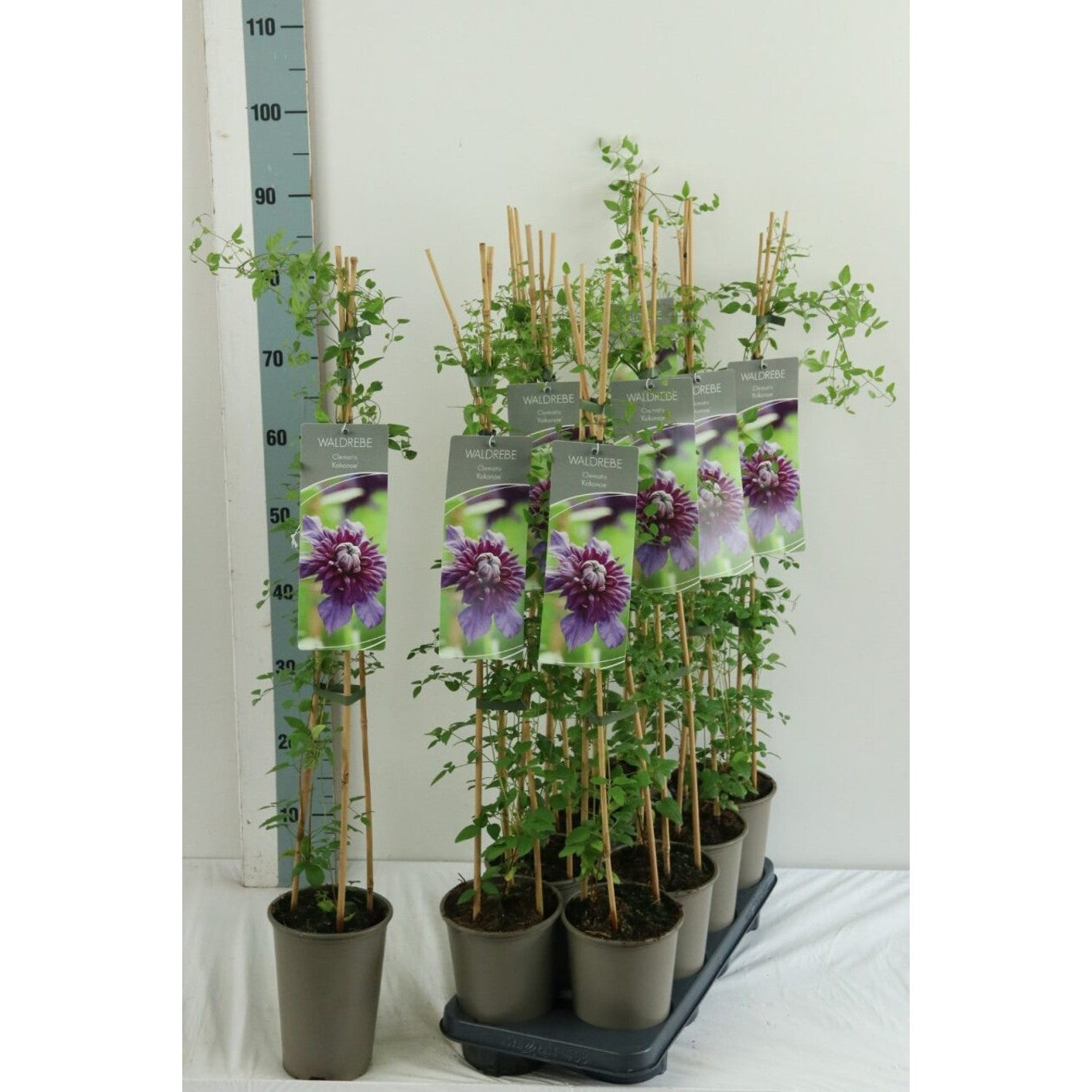 Klematis – Clematis 'Kokonoe' - C2 60-80 CM Stick