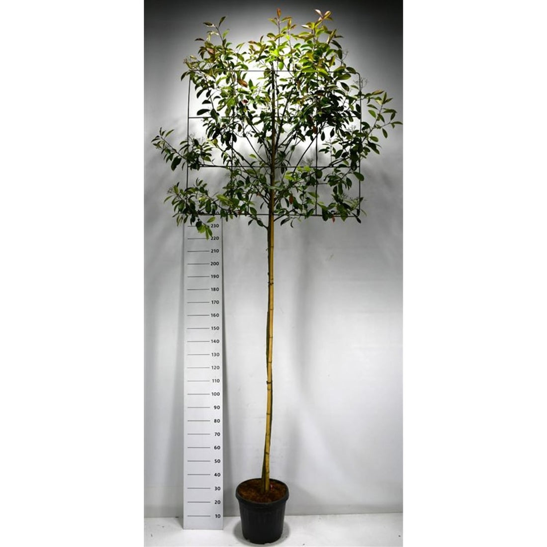 Glansmispel – Photinia fraseri &