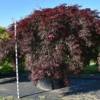 Japansk lönn – Acer palmatum 'Inaba-shidare' - C450 110 cm. Stam