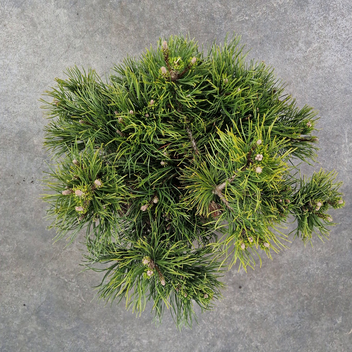 Bergtall – Pinus mugo pumilio - 30-40 CM RB
