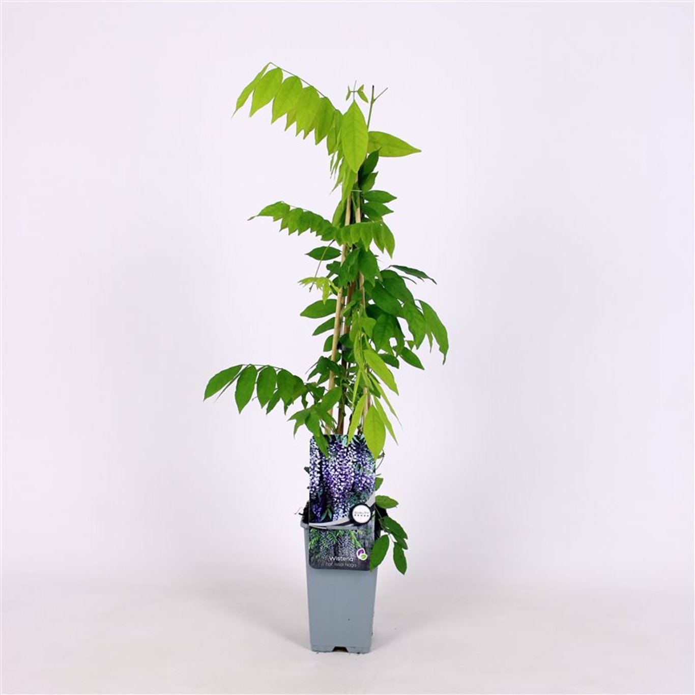 Blåregn – Wisteria floribunda 'Issai-naga' - C2 70/+ CM