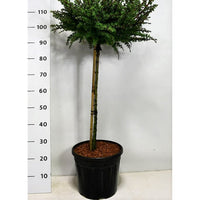 Japansk lärk – Larix kaempferi 'Grey Pearl' - C13 60 cm. Stam