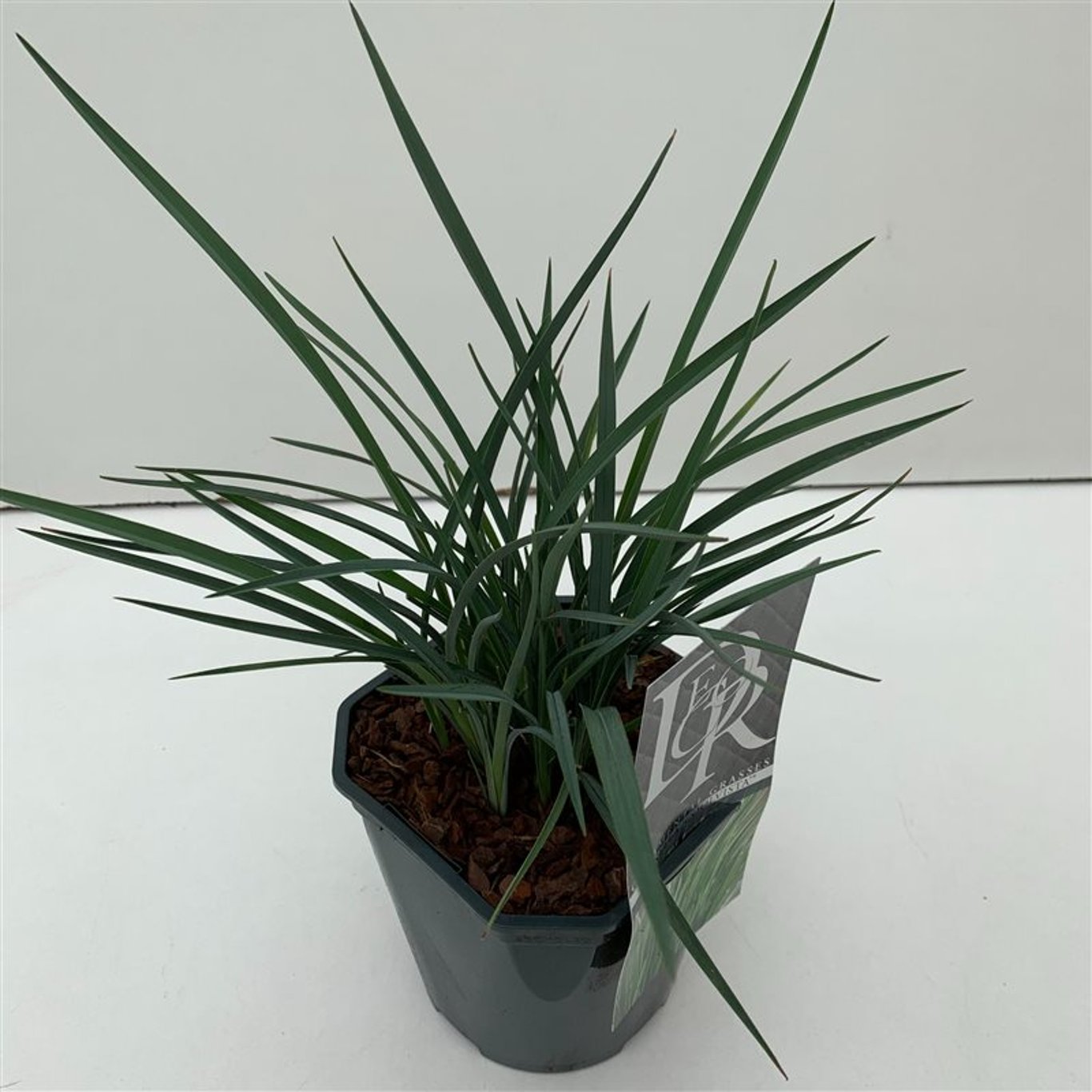 Blågräs – Dianella revoluta 'Coolvista' - C2