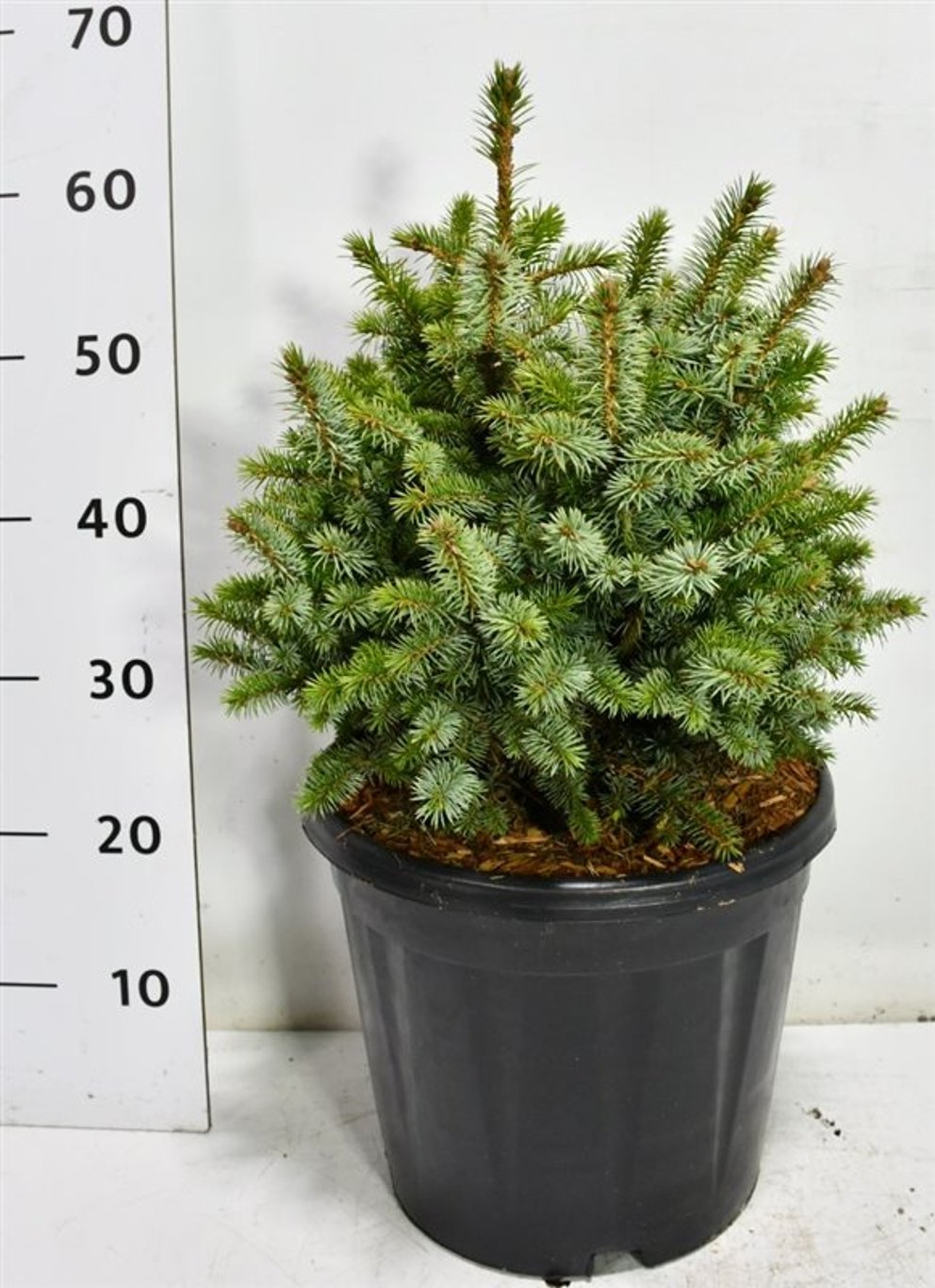 Sitkagran – Picea sitchensis &