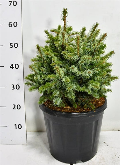 Sitkagran – Picea sitchensis &