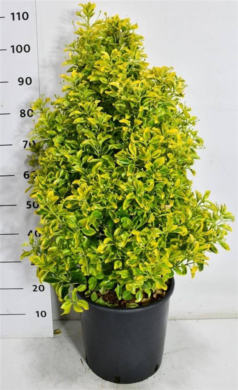 Japansk benved – Euonymus japonicus &