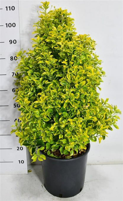 Japansk benved – Euonymus japonicus &