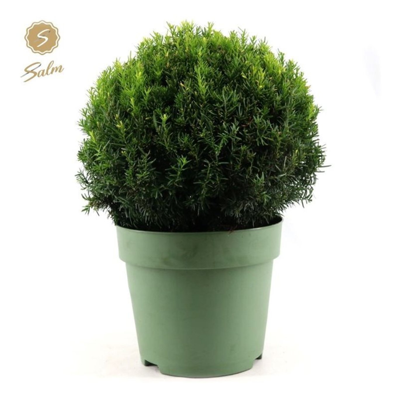 Hybrididegran – Taxus media 'Groenland' - 45 CM Ball Cont.