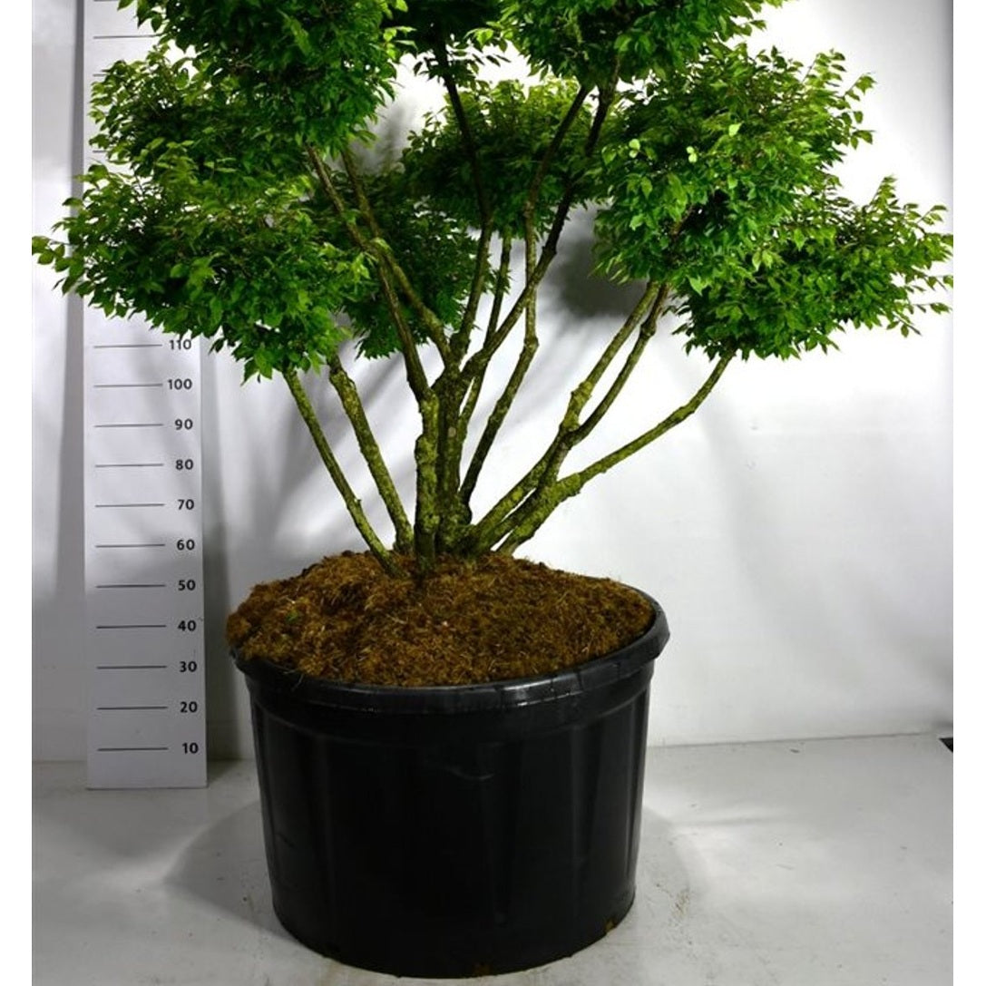 Vingbenved – Euonymus alatus 'Compactus' - C280 125-150 cm. Bonsai