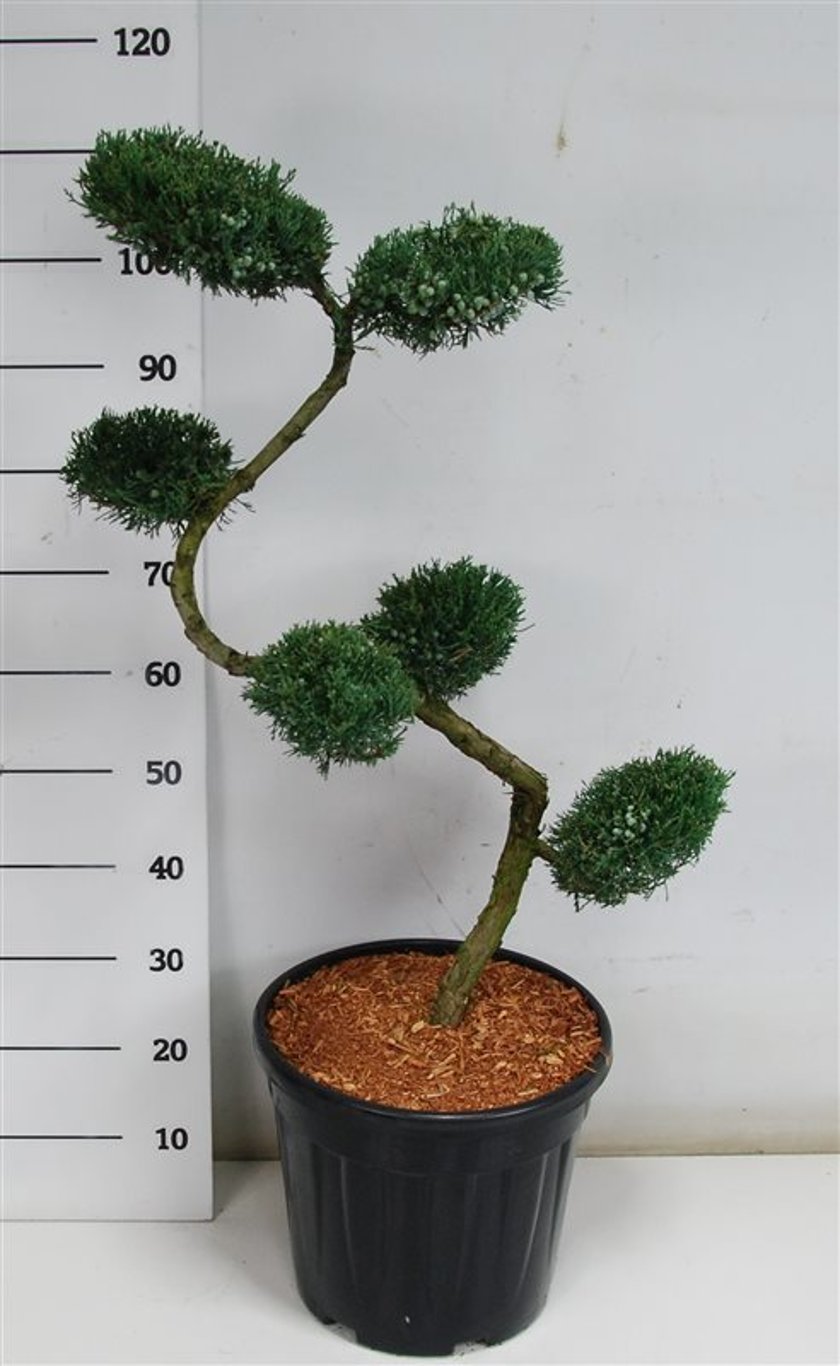 Virginsk en – Juniperus virginiana &