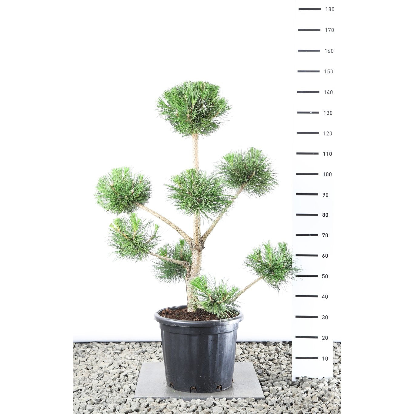 Svarttall – Pinus nigra nigra - 100-125 CM Multiplateau EXTRA in Cont.
