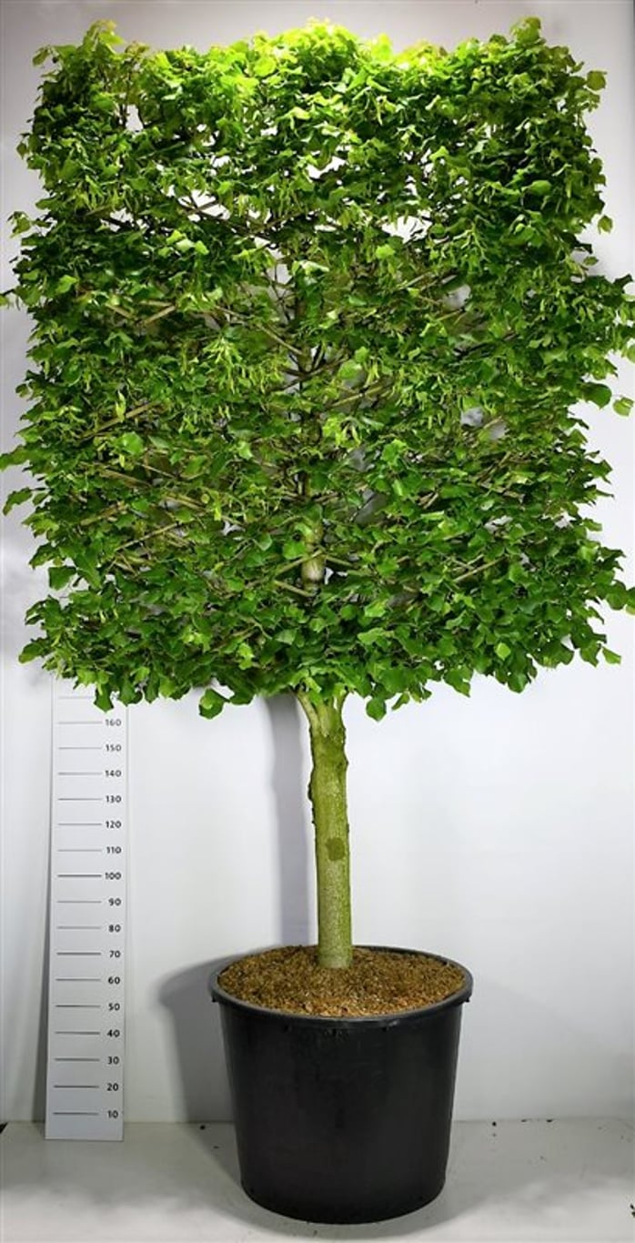 Stortbladig lind – Tilia platyphyllos - C350 110 cm. Halfstam leivorm