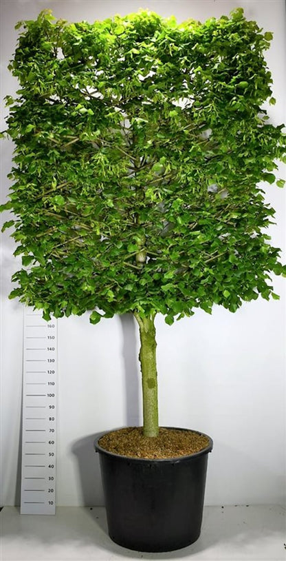 Stortbladig lind – Tilia platyphyllos - C350 110 cm. Halfstam leivorm