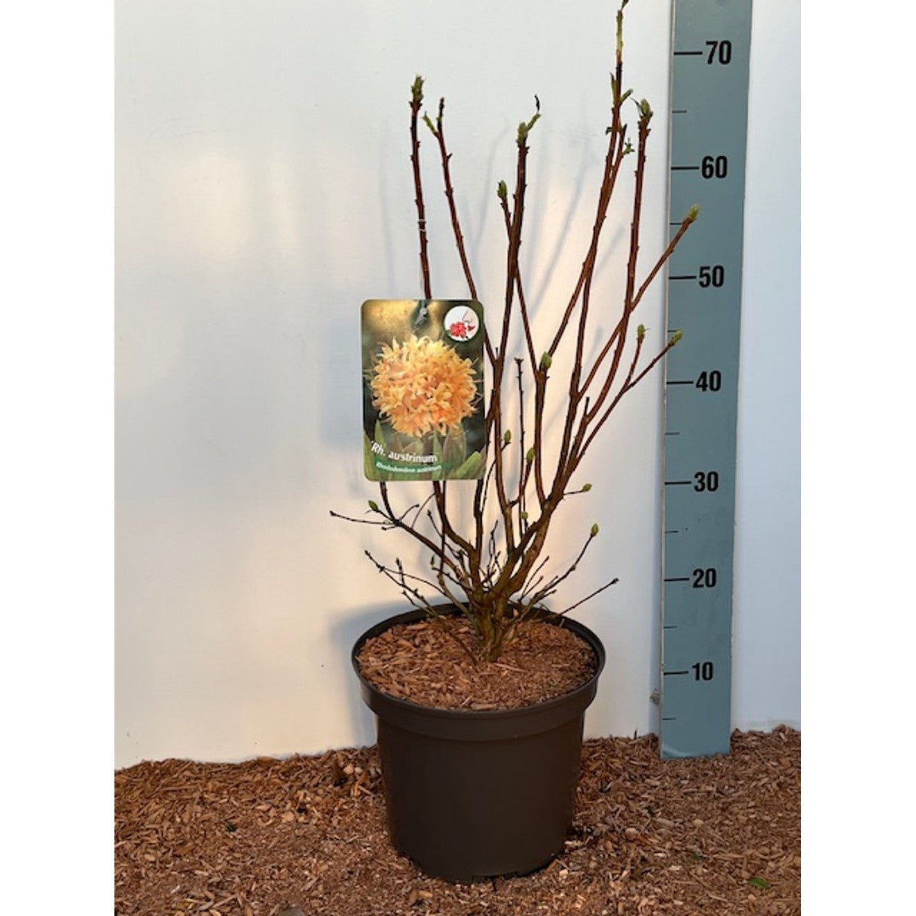 Rhododendron – Rhododendron austrinum - C5 40-50 CM