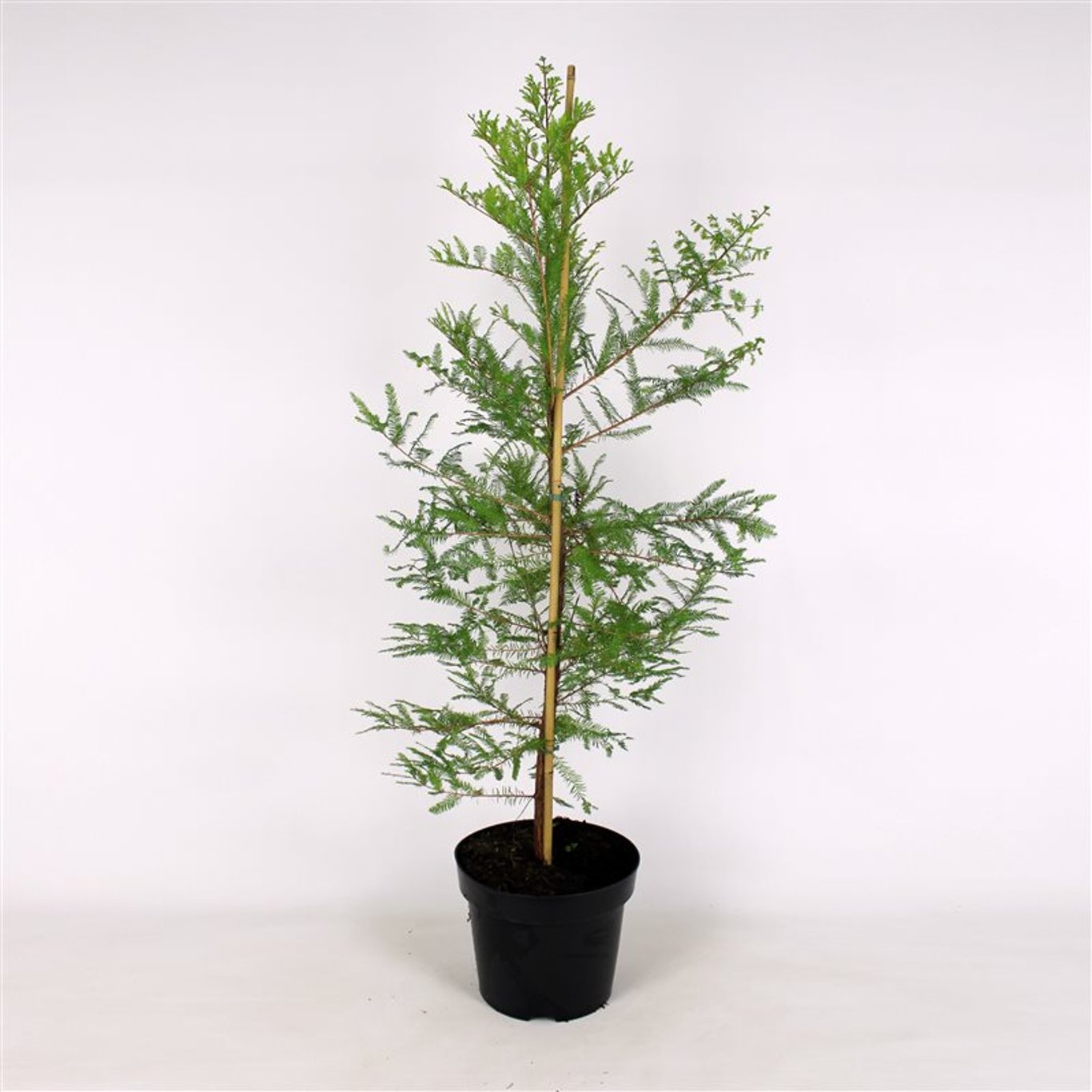 Sumpcypress – Taxodium distichum - C2 100-125 CM