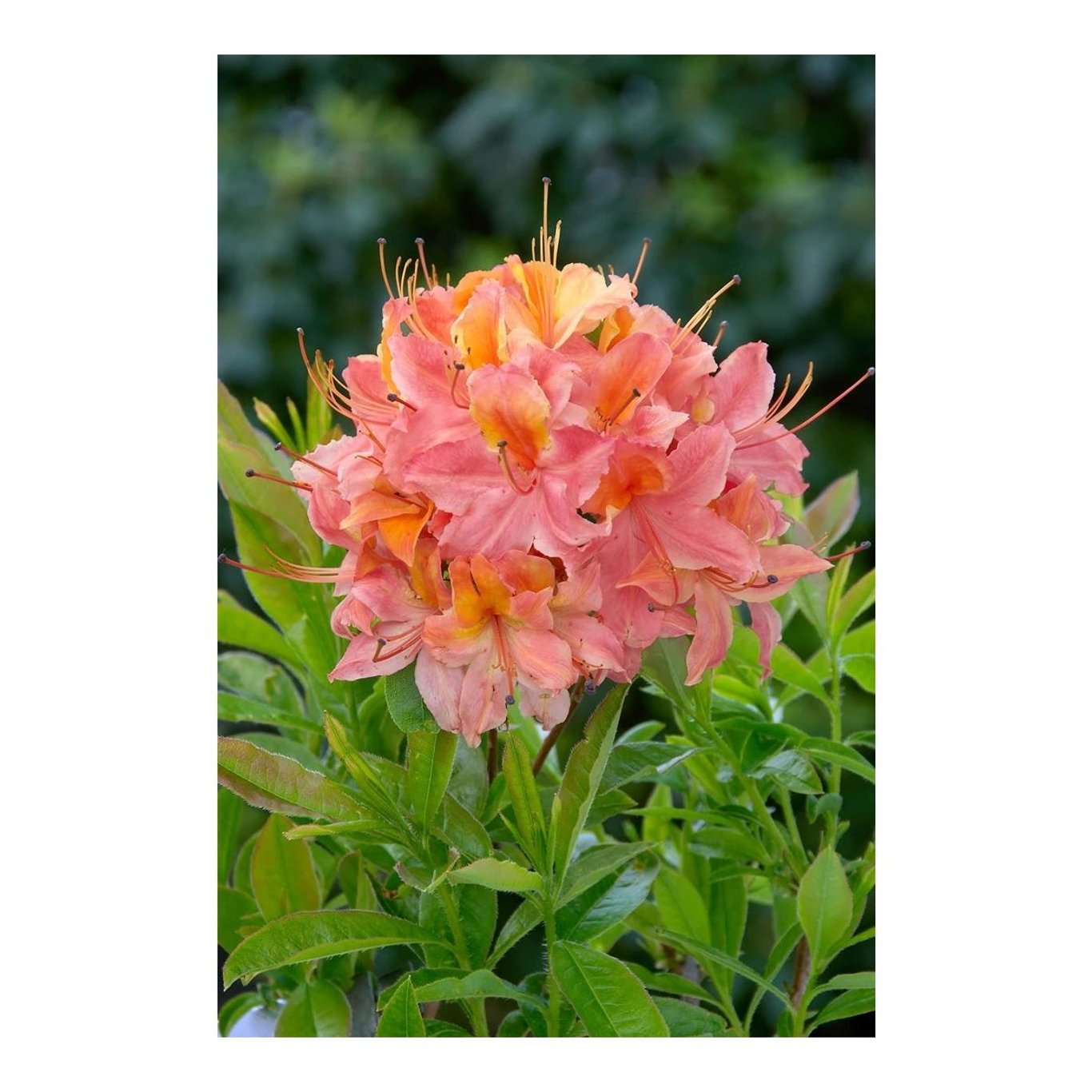 Rhododendron – Rhododendron luteum 'Quiet Thoughts' - C5 40-50 CM