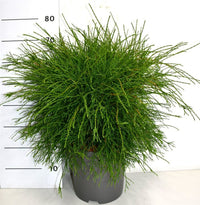 Thuja – Thuja occidentalis 'Pin Cushion' - C12 50-60 cm.