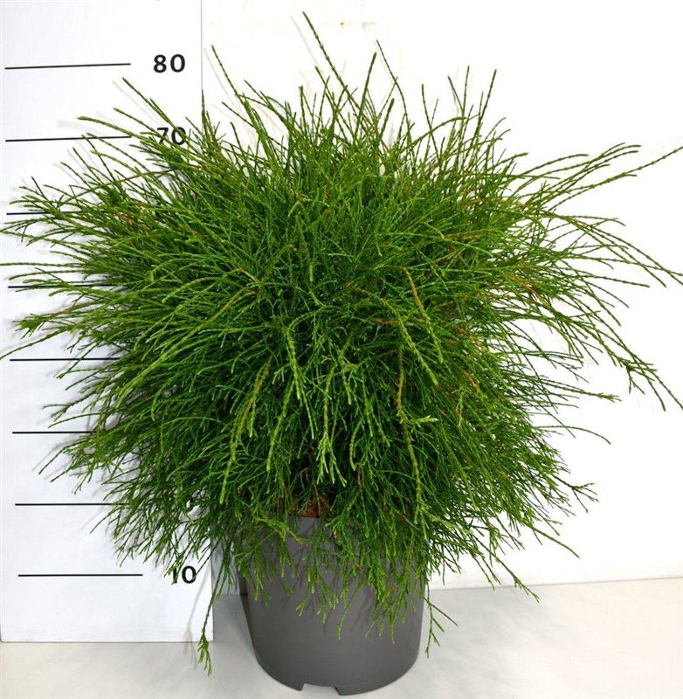 Thuja – Thuja occidentalis 'Pin Cushion' - C12 50-60 cm.