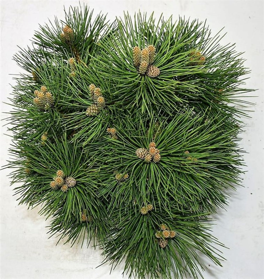 Svarttall – Pinus nigra &