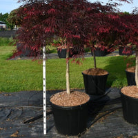 Japansk lönn – Acer palmatum 'Inaba-shidare' - C130 90-100 cm. Stam