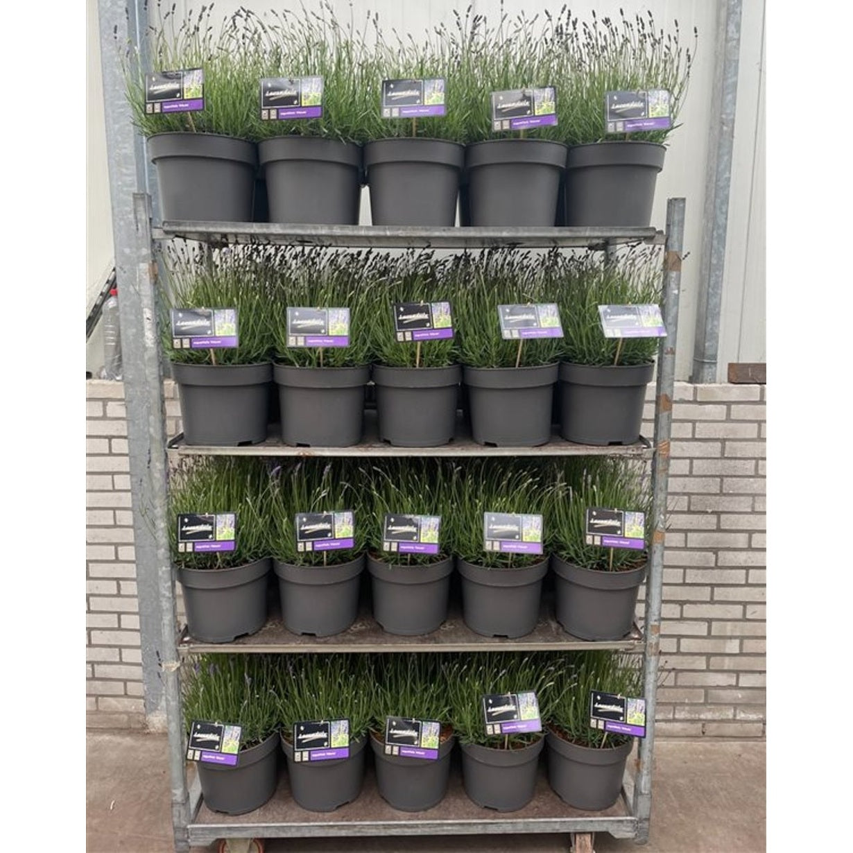 Lavendel – Lavandula angustifolia 'Hidcote' - C10