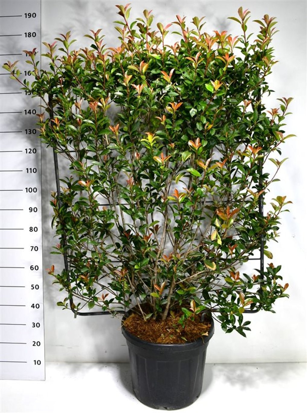 Glansmispel – Photinia fraseri 'Carré Rouge' - C45 120 cm. Scherm