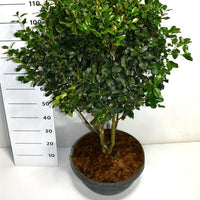 Sasanqua-kamelia – Camellia sasanqua - C25 60-80 cm. Meerstammig