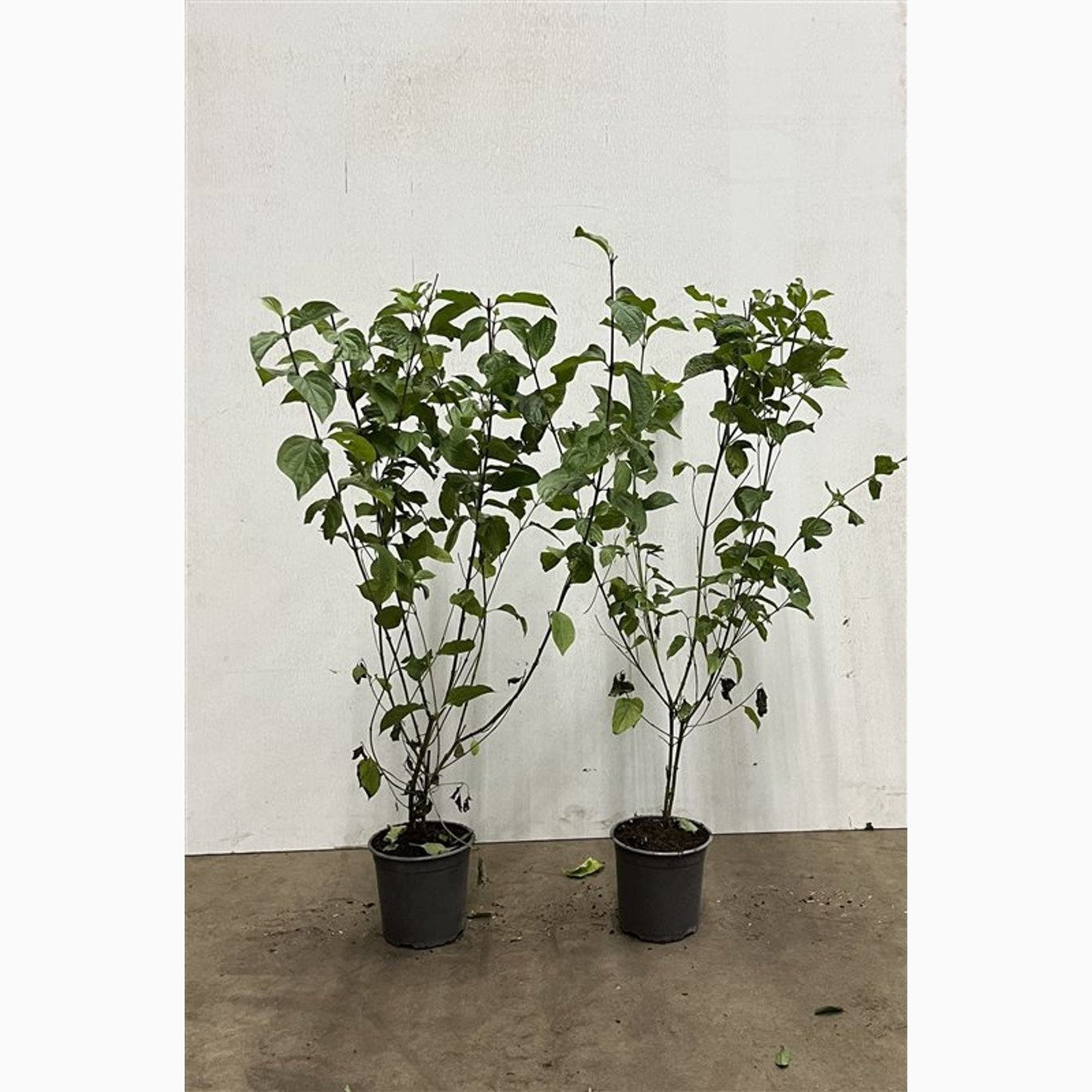 Kornell – Cornus sanguinea - C2.5 60-80 CM