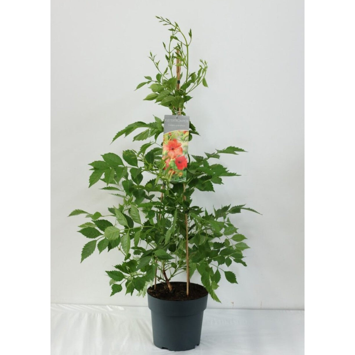 Trumpetranka – Campsis grandiflora - C6 80-100 CM Stick