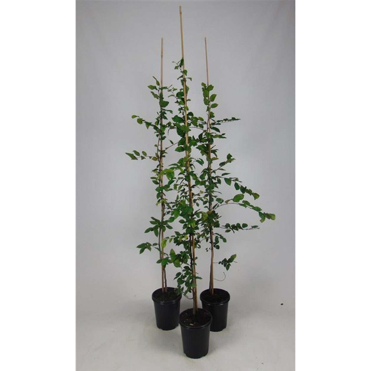 Avenbok – Carpinus betulus - C3.5 100-125 CM