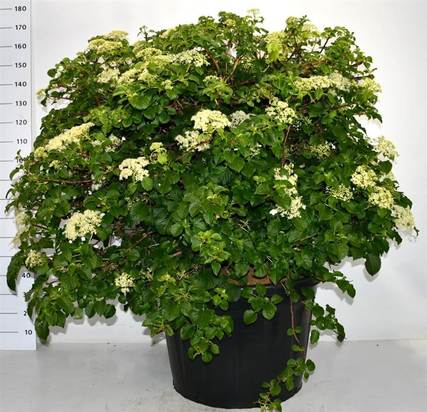Klätterhortensia – Hydrangea petiolaris - C180 125-150 cm. Bol