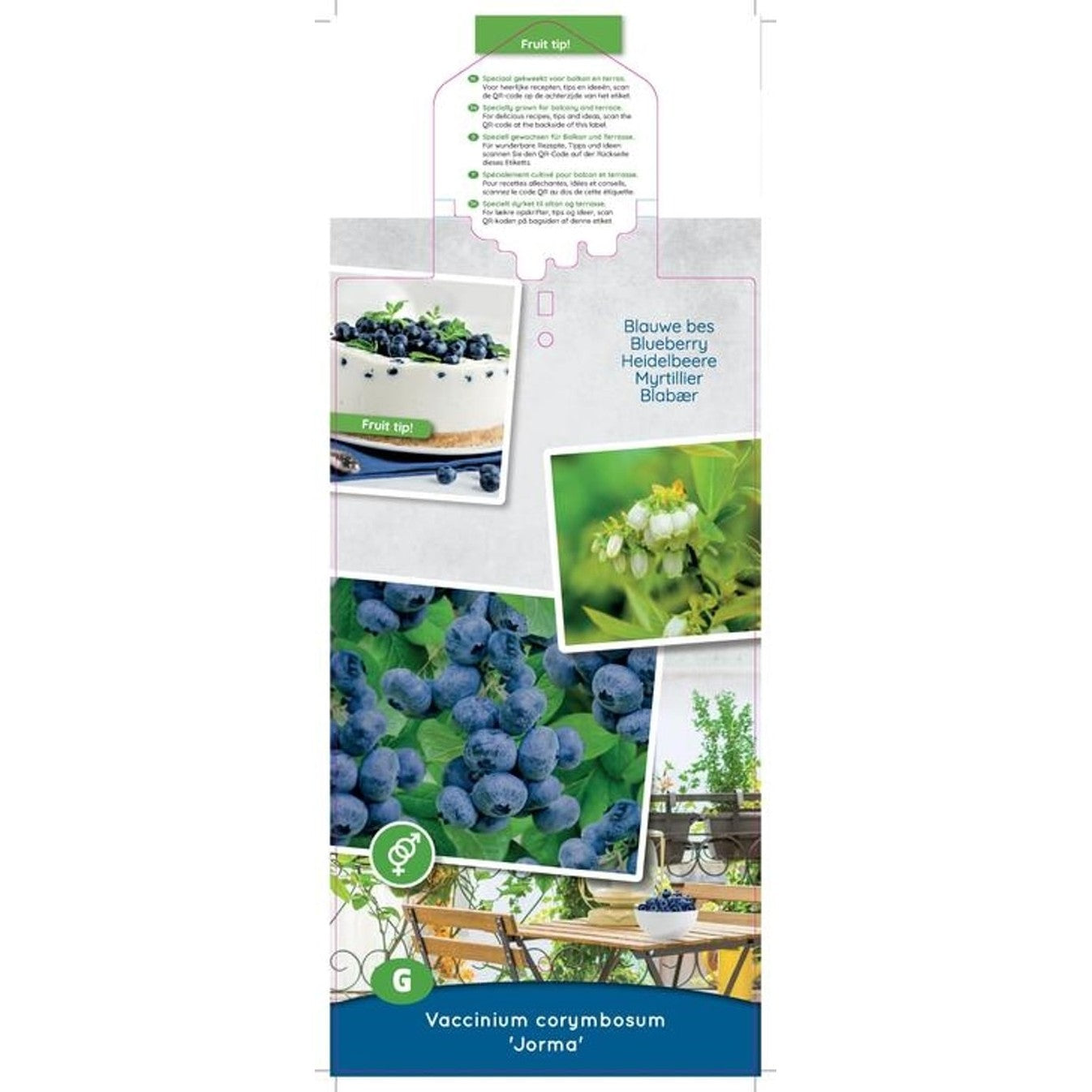 Trädgårdsblåbär – Vaccinium corymbosum 'Jorma'® - C5 50-60 CM